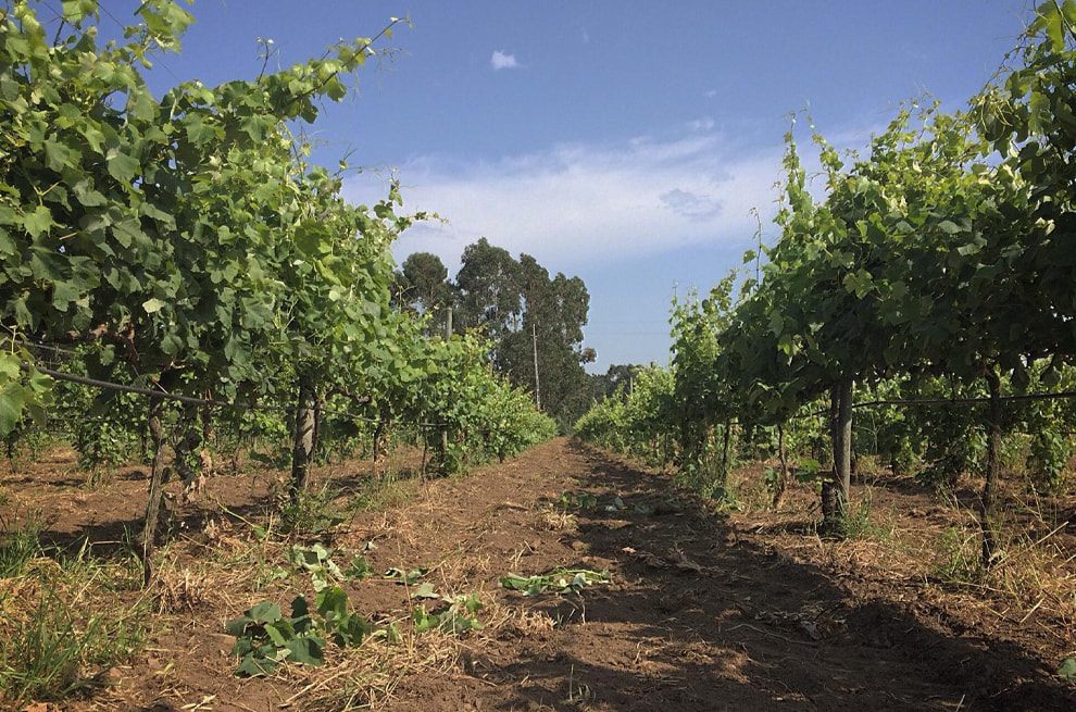 Vinhos e Outros 5 Goios-2.jpg