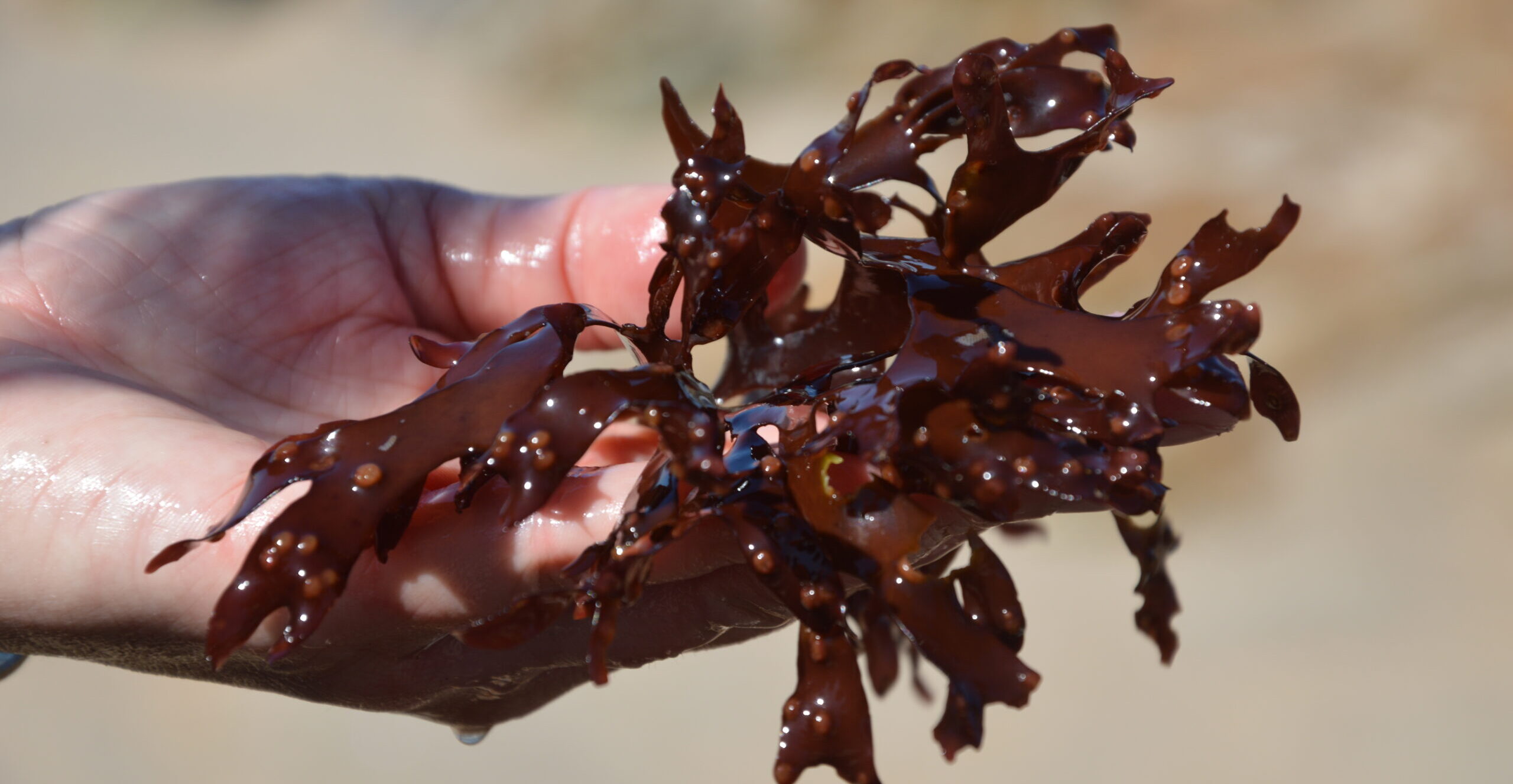 Esposende Museu do Sargaco dedica dia ao mundo das algas com ciencia e arte scaled e1773154177624